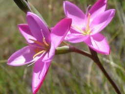 Hesperantha baurii subsp. baurii anthers and style branches